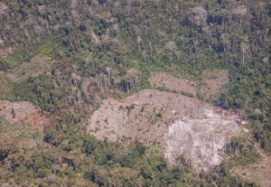 Trees have been burnt down for Cattle Ranching or Timber.